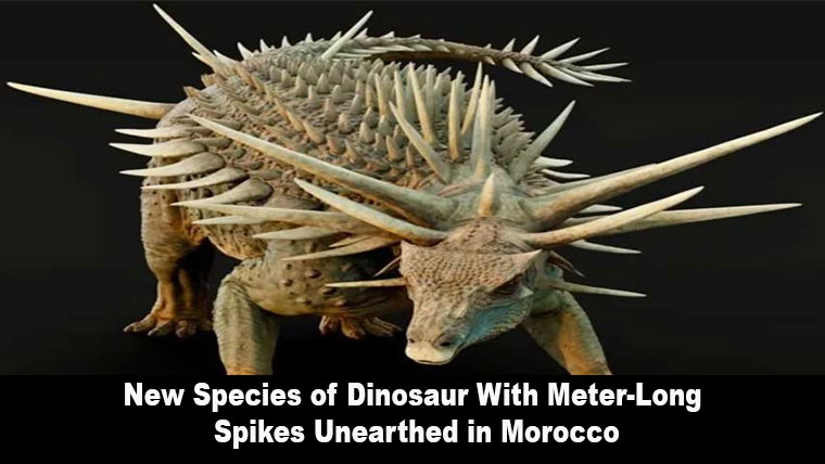 New Species of Dinosaur With Meter-Long Spikes Unearthed in Morocco